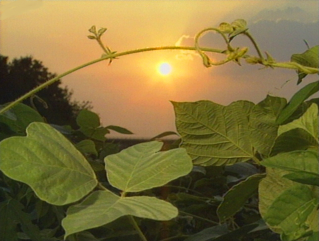 Sunset over Kudzu Sunset over Kudzu
